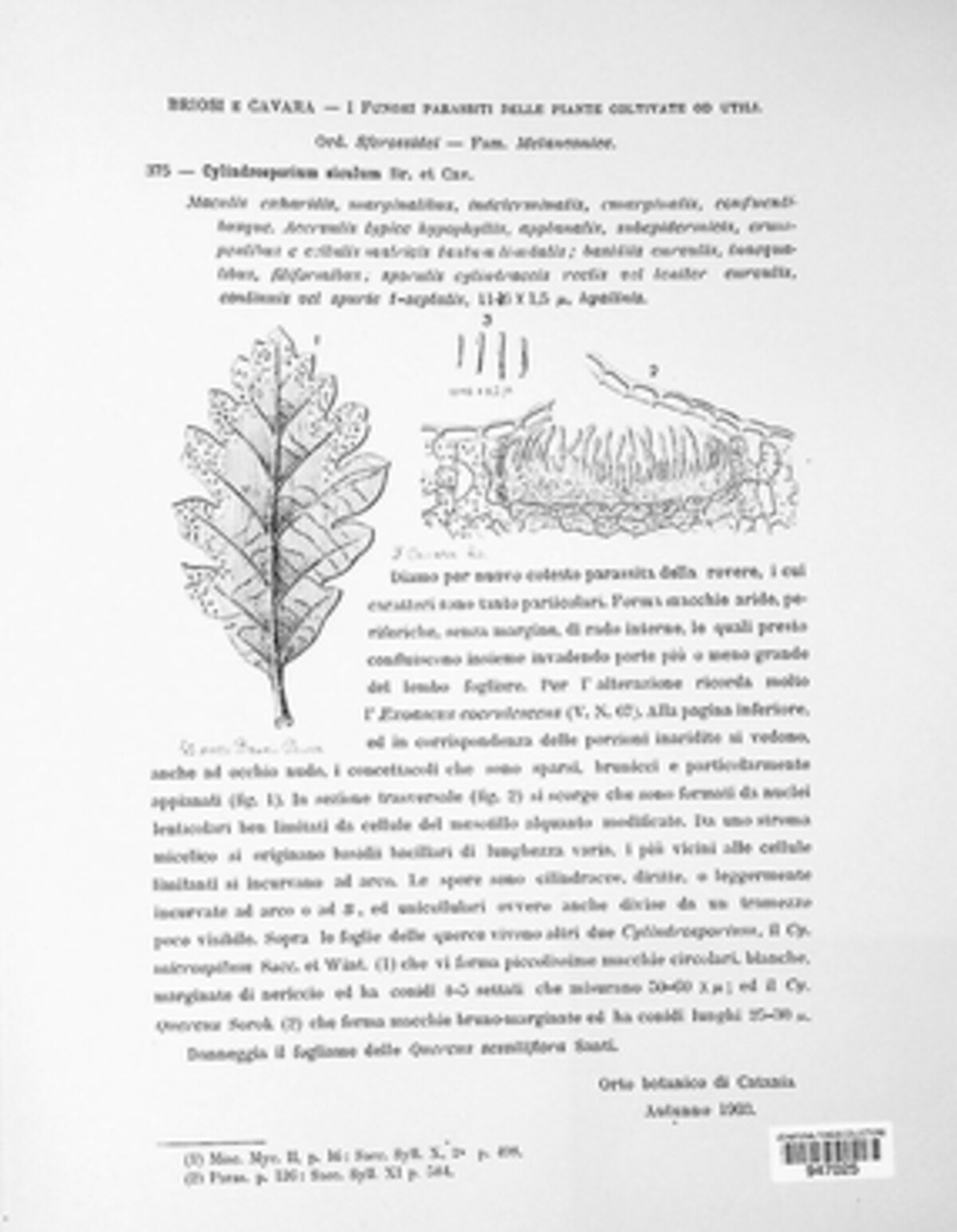 Cylindrosporium siculum image